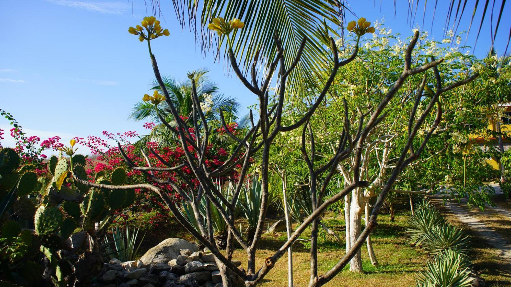 Ocean Oasis Hotel - Adult Only, Four Casitas Boutique Resort Agua Blanca Eksteriør billede